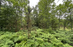 Lot 20 DADS LAKE RD, Eagle River, WI 54521