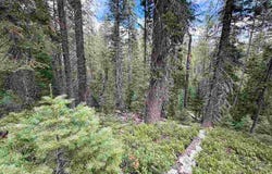 Un3 Blk F Lot19 White Fur Ct., McCloud, CA 96057