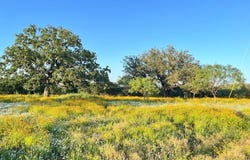 3623 Art Hedwigs Hill Rd, Mason, TX 76856