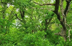 Lot 19 Tbd SE Holstein Drive, Oak Grove, MO 64075