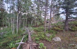 204 Sutiki Dr, Red Feather Lakes, CO 80545