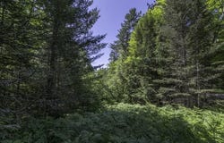 54 Acres CTH B, Presque Isle, WI 54557