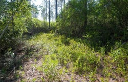 5015 Wood Duck Branch Rd, Blackshear, GA 31516