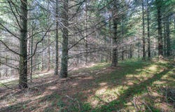10 Pyrite Lane, Davis, WV 26260