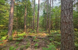 Lot 50 WHITETAILED DEER DR, Tomahawk, WI 54487