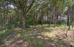 Blacktop Rd, Prentiss, MS 39474