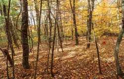 Lot 116 Old Hollow Trail, Fancy Gap, VA 24328