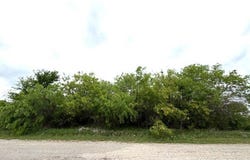 Mcalister, Mingus, TX 76463