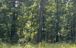 000 Foxfield Road, Mammoth Spring, AR 72554