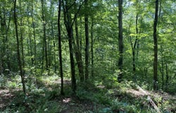 0 Poe Bridge Road, Goodwater, AL 35072