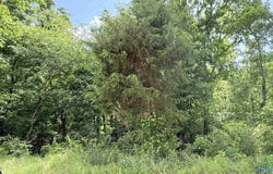 22 acres Water Tank Road, Union Grove, AL 35175