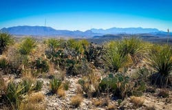 21419 Garnet Ave, Terlingua, TX 79852