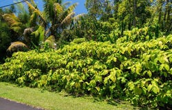 15-175 N PUNI LAPA LOOP, Pahoa, HI 96778