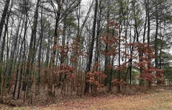 County Road 380 lot: 2 Blk 4, Centre, AL 35960