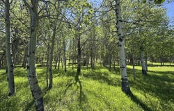 HWY 85, Lead, SD 57754