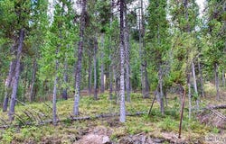 4256 Mountain View Drive, Island Park, ID 83429