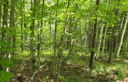 Lot 7 BOLTON LAKE LN W, Lac du Flambeau, WI 54538