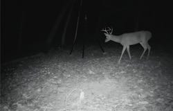 Lee Rd 345, Salem, AL 36874