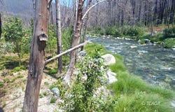 3931 Coffee Creek Rd, Coffee Creek, CA 96091