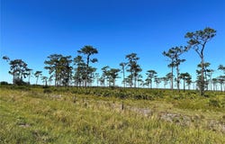 E COUNTY LINE ROAD, FORT MEADE, FL 33841