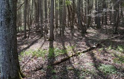 Pocahontas Trail lot: 15, White Sulphur Springs, WV 24986