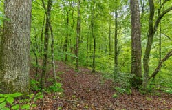 837 Skyline Park Drive, Signal Mountain, TN 37377