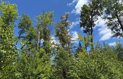 Lot 4 GRUNDY RD, WI 54487