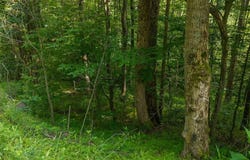TBD Brushy Mtn Rd, Moravian Falls, NC 27519