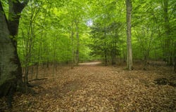 Wildwood Trail, Manistee, MI 49660