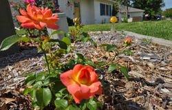 2109 Speck Ct, Columbia, MO 65202