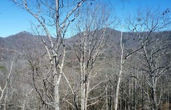 Hornet, Whittier, NC 28789