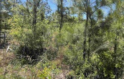 TBD Preserver Road, NEESES, SC 29107