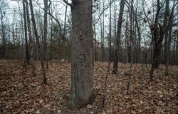 Nubbin Ridge Road, Ravenden Springs, AR 72460
