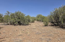 Elk Lane, Seligman, AZ 86337