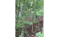 1930 Lookout Mountain Drive, Scottsboro, AL 35769