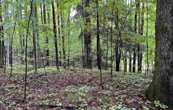 LOT 9 STACEYWOOD CIRCLE, BELLAIRE, MI 49615