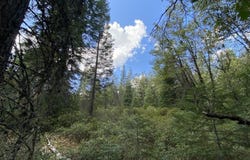 1-A-17 Mt Shasta Dr, McCloud, CA 96057