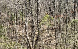 4010 Fox Hunters Lane, Sevierville, TN 37876