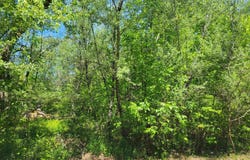 VL Maple Street, Gladwin, MI 48624