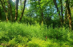Lot 16-17 Bonneville DR, Scappoose, OR 97056