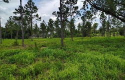Pansey, AL 36370