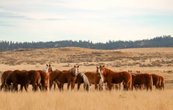 6031  Musellshell Trail Rd, Custer, MT 59024