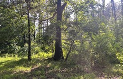 Old Hwy 49 S, Richland, MS 39073