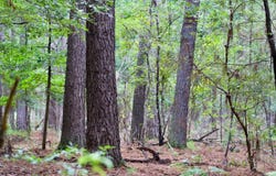 2030 Risher Street, Luray, SC 29932