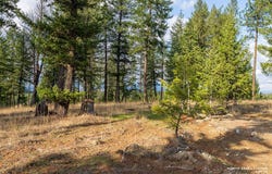 Lake Heights lot: 18, Eureka, MT 59917