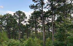 30 Mountain Loop Drive, Tuskahoma, OK 74574