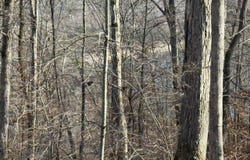 Mountain Harbor Drive lot: 13, Sparta, TN 38583