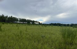 NW CO RD 235, Lake Butler, FL 32054