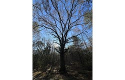 Lot 4 Saggus Road, Washington, GA 30673