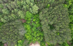 TBD Primrose Lane, Farwell, MI 48622